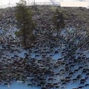 This is a “Reindeer Cyclone”. A swirling mass of threatened reindeer stampeding in a circle making it impossible to target an individual. The weakest and fawns are in the middle | Associates Times