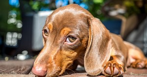 8 Brilliant Tips on How to Train a Dachshund Puppy Not to Bark