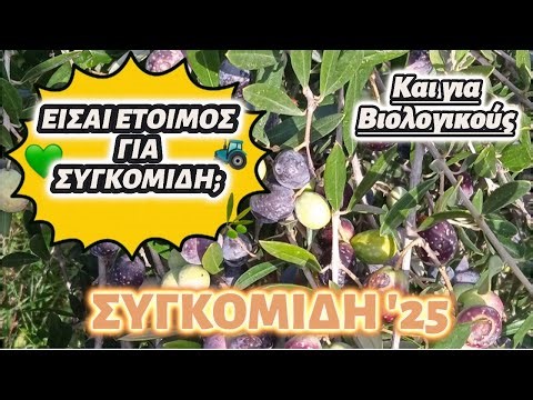 ΕΛΙΑ👉ΣΥΓΚΟΜΙΔΗ ΕΛΙΑΣ 2025🫒ΔΕΣ & ΜΠΕΣ ΕΤΟΙΜΟΣ ΣΤΟ ΧΩΡΑΦΙ⚙️🌿#μαθαίνοντασ_για_την_ελιά #olives #ελιά