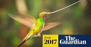 David Attenborough on climate change: ‘The world will be transformed’