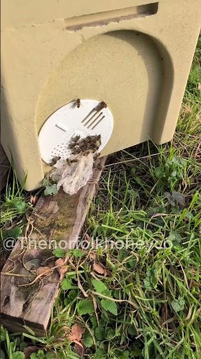 Tidy Bees - Stewart Spinks From The Norfolk Honey Co. #beekeepingtips #beginnerbeekeeper