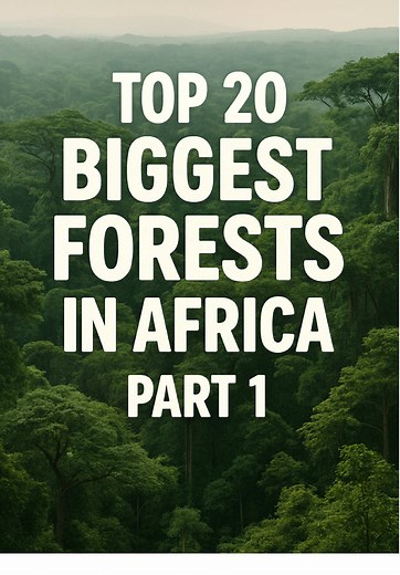 Top 20 Biggest Forests in Africa: Part Two Insights