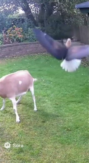 Brave Goat Saves Cat from Eagle Attack in Garden!