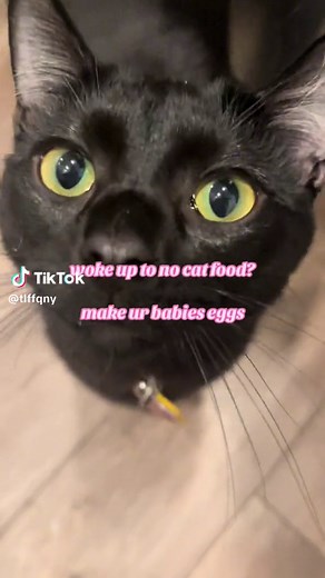 Can Cats Eat Cooked Eggs? Learn How to Safely Feed Your Feline Eggs