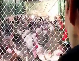 Man gobbles at turkeys, turkeys gobble back.