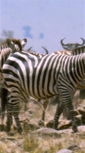 In Serengeti National Park, Zebras rely on physical touch to reinforce their family and herd connections. It's a vital part of their social structure, building trust and unity. #Zebras #Serengeti #AnimalBehavior #Wildlife #FamilyBonds | Real Wild