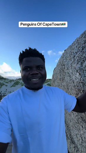 The Peguins Of Capetown South Africa 🇿🇦