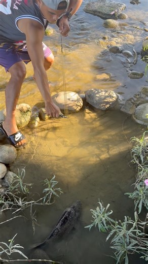 giant carp #fishinglife | Kuys TV