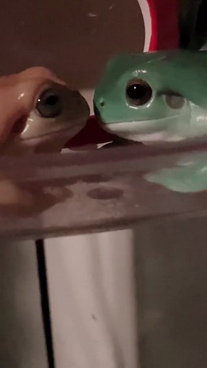 Frog Kiss Compilation