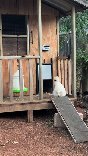 Hilarious Silkie Chickens - Funny Animal Videos