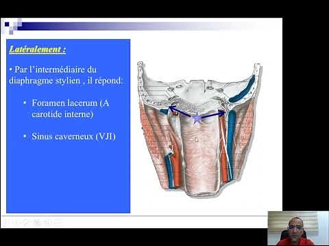 anatomie du cavum