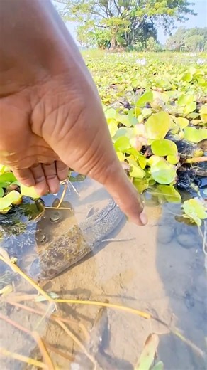 Big catfish catching with hand😲 #youtubeshorts #shorts #fish #fishing #trending