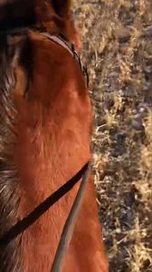 Something about loping a young horse, on the 6th ride, on a loose rein, in an open field that gives a true feeling of accomplishment. I don’t lope these young horses a lot and it’s usually in a straight line for short distances. But we do lope every time we ride so they become accustomed to it. Tippy is performing better than my expectations! | Enck's Training LLC