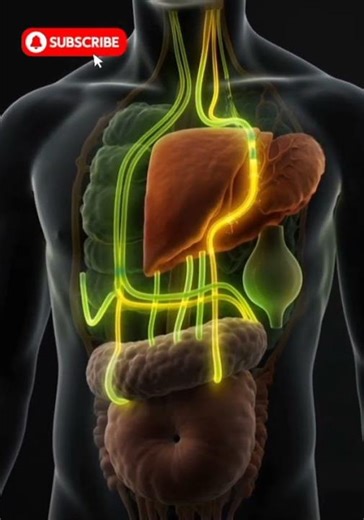 Inside the Human Digestive System (Cinematic 3D Animation)