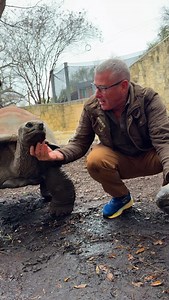 These 2 are heavy-weight champions - Aldabra Tortoises, carrying their house around like it’s a feather! 🪶🐢 | Ivan Carter