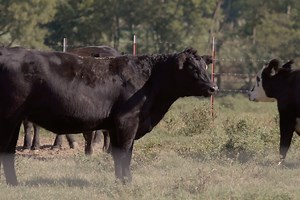 Building with Black Baldy Cattle