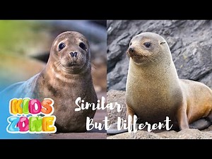 Similar Animals In The World. Part 2 | Learn The Difference | Look A Like Animals That You Confused