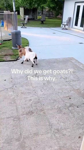 Startled Goat Reboots: A Funny Animal Reaction