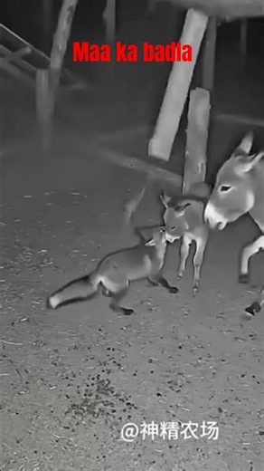 ek maa ka badla #mother #animalbehavior #shorts