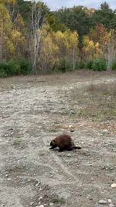 #wildlife #nature #porcupine #reels #maine | Photography by Susannah Warner
