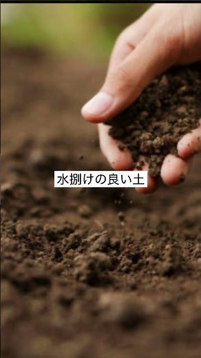 水仙の育て方をばぁ～っと紹介 #shorts