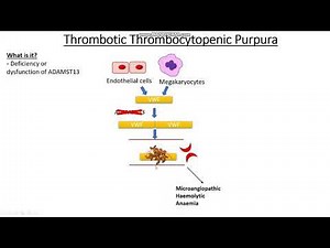 Clotting disorders Part 1: Von-Willebrand Disease, TTP and HUS