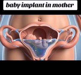 3D Process of Baby Implantation in the Human Body