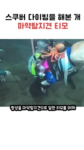 스쿠버 다이빙을 해본 애완견