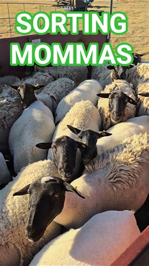 Pulling moms close to having babies. #dorper #homesheephome #sheepfarm #sheep #farm #sheephusbandry