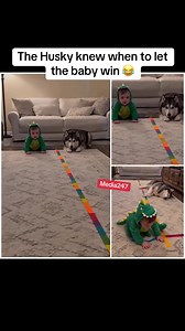 The Husky knew when to let the baby win 😂#blog #blogger #fyp #fytiktok #tikokviravideo