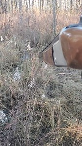 451K views · 2K reactions | Elmer Fudd is hunting Wabbit be very very quiet 狼. | Catron's Kennel | Facebook