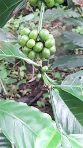 Local Clone Coffee. Kuningan-West Java#kopirobusta #kopiindonesia #perkebunankopi #pertanian