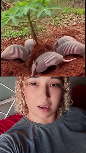 pega o tatú Duarda tá comendo toda mandioca do quintal 😂😂😂😂