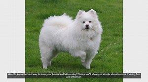 Effective Training Tips for Your American Eskimo Dog