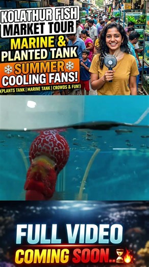 Flowerhorn Just ₹1500 😱🔥 Worth It or Not? | kolathur fish market Chennai 💥 #shorts