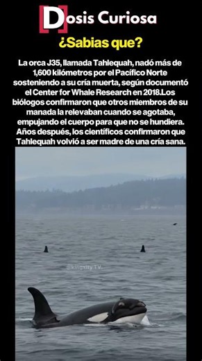 Tahlequah volvió a ser madre después de la tragedia #emotional #nature