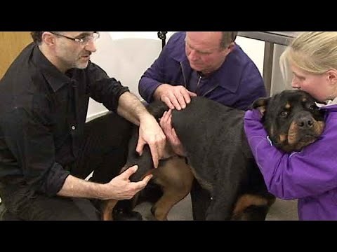 Cruciate ligament disease in dogs - the consult