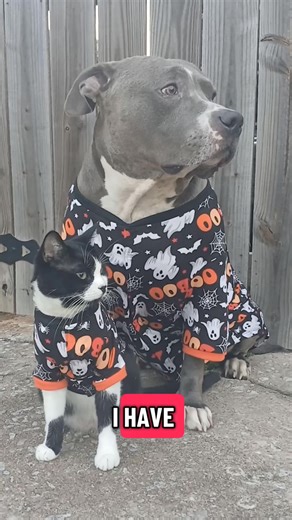 5.1K views · 431 reactions | Sprocket and Sparkplug are the cutest #dogreels #catreels #SprocketsWorld #fyp #funny #dog #catlovers #pitbulllife | Sprocket's World | Facebook