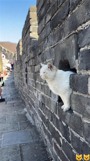 Wild & Funny Cats 😂 | Cheetah Meow, Ambulance Cat & Great Wall Cat 🐱 #shorts #youtubeshorts