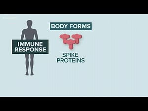 Here is how the Pfizer vaccine works