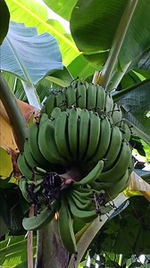 ตำลๅว 8/10/68 #มะยมแดง #memberintroduction #personalexperience | Amphon Nanong