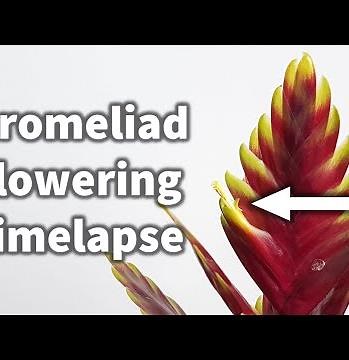 Bromeliad Vriesa 'Vogue' flowering time-lapse