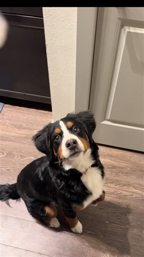 Have you ever called your dog with ice? Our older one doesn’t get the appeal but this little pup is OBSESSED with ice cubes. I’m okay with the cheap treat and the joy it goes her makes it the best! #puppy #ice #dogsoftiktok #fyp #dog