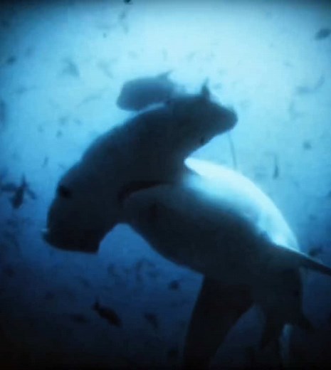 Explore Amazing Ocean Animals in Stunning Edits