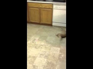 Cat gets knocked out