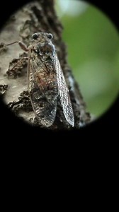 Did you know these 5 facts about cicadas? 1. Male cicadas make loud calls, even up to 120 decibels. 2. After mating, the female cicadas lay eggs and lay them in crevices in tree branches with her ovipositor. 3. The eggs hatch in 6-10 weeks, and the nymphs fall to the ground. They burrow into the soil and suck fluids from plant roots, remaining there for years. 4. Adult cicadas have a short lifespan. After emerging from the ground, they only live for about 4 to 6 weeks. 5. These insects do not bi