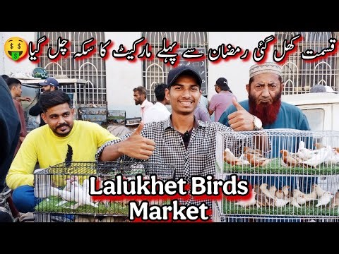 Lalukhet Birds Market Karachi Latest Update|15-2-2026|Cheapest Birds Market Karachi 2026|‪@AhmedKSath‬
