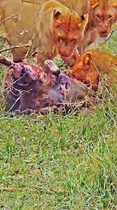 An unbelievable sighting of a pride of lions catching a hyena. Watch and listen as it screams for mercy trying to escape their grip. | Latest Sightings - Kruger