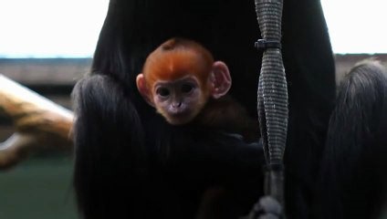 A bright orange langur born at Whipsnade Zoo