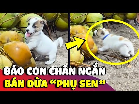 The puppy is enthusiastically 'ASSISTANT' in 'SORTING COCONUT' but it's so strange 😅 | Stupid Woof
